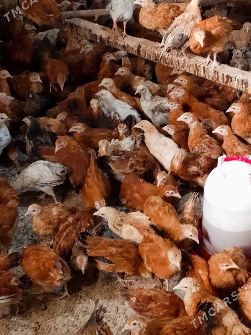 Elin juje - Bäherden - img 2