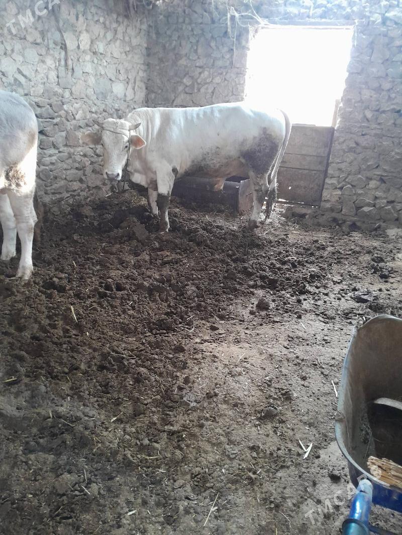 öküz - Bäherden - img 3