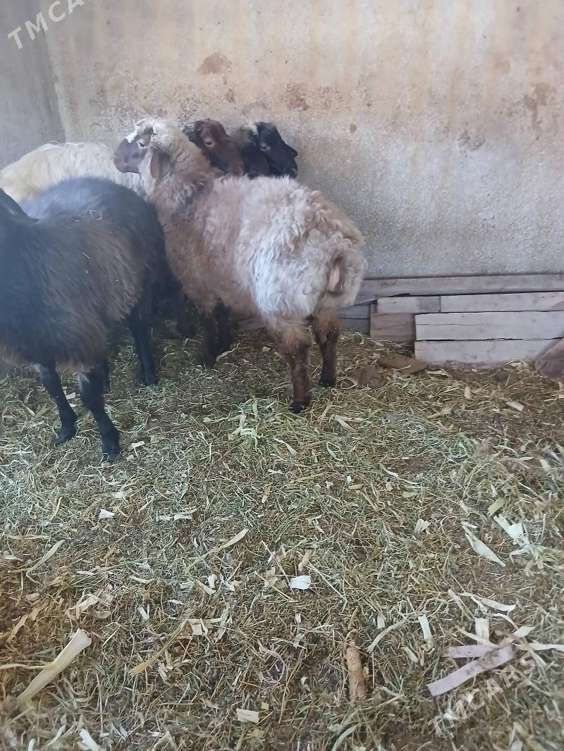 goyun - Ак-Бугдайский этрап - img 1