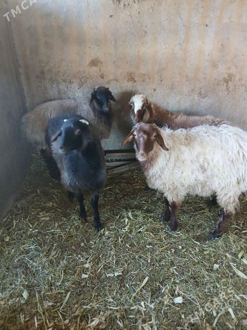 goyun - Ак-Бугдайский этрап - img 2