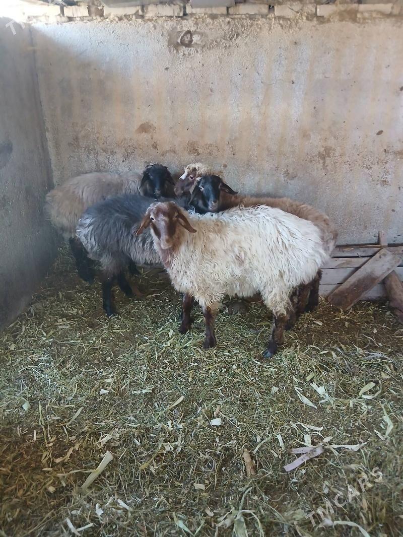 goyun - Ак-Бугдайский этрап - img 3