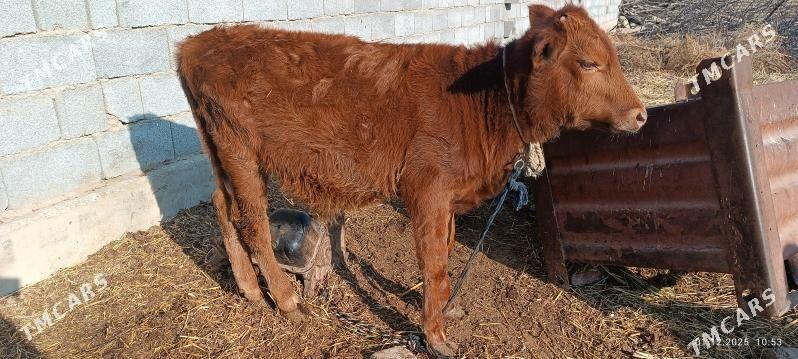 öküz - Бахарден - img 3