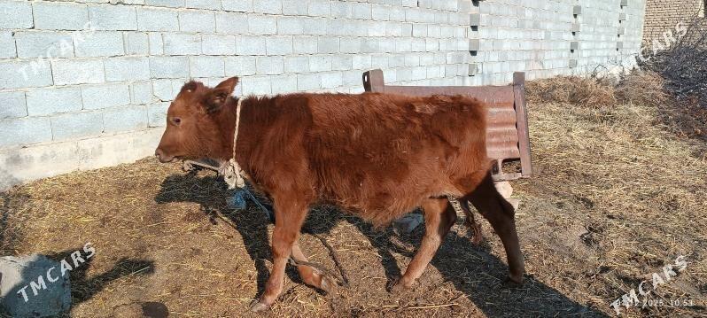 öküz - Бахарден - img 2