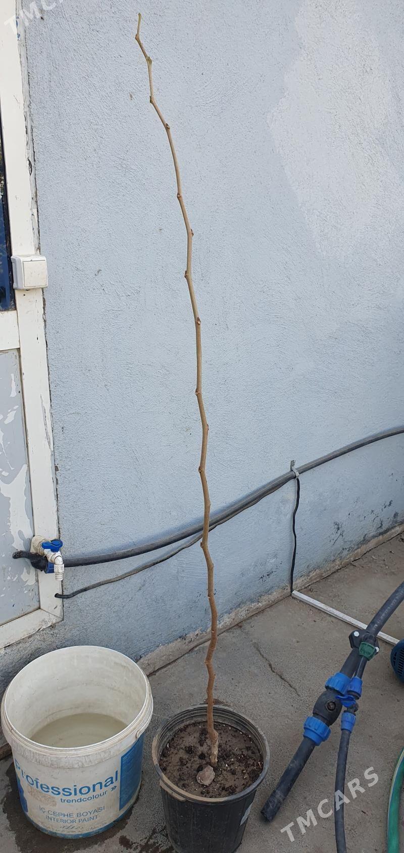 sa tut, uly yaprakly tut - Mary - img 3