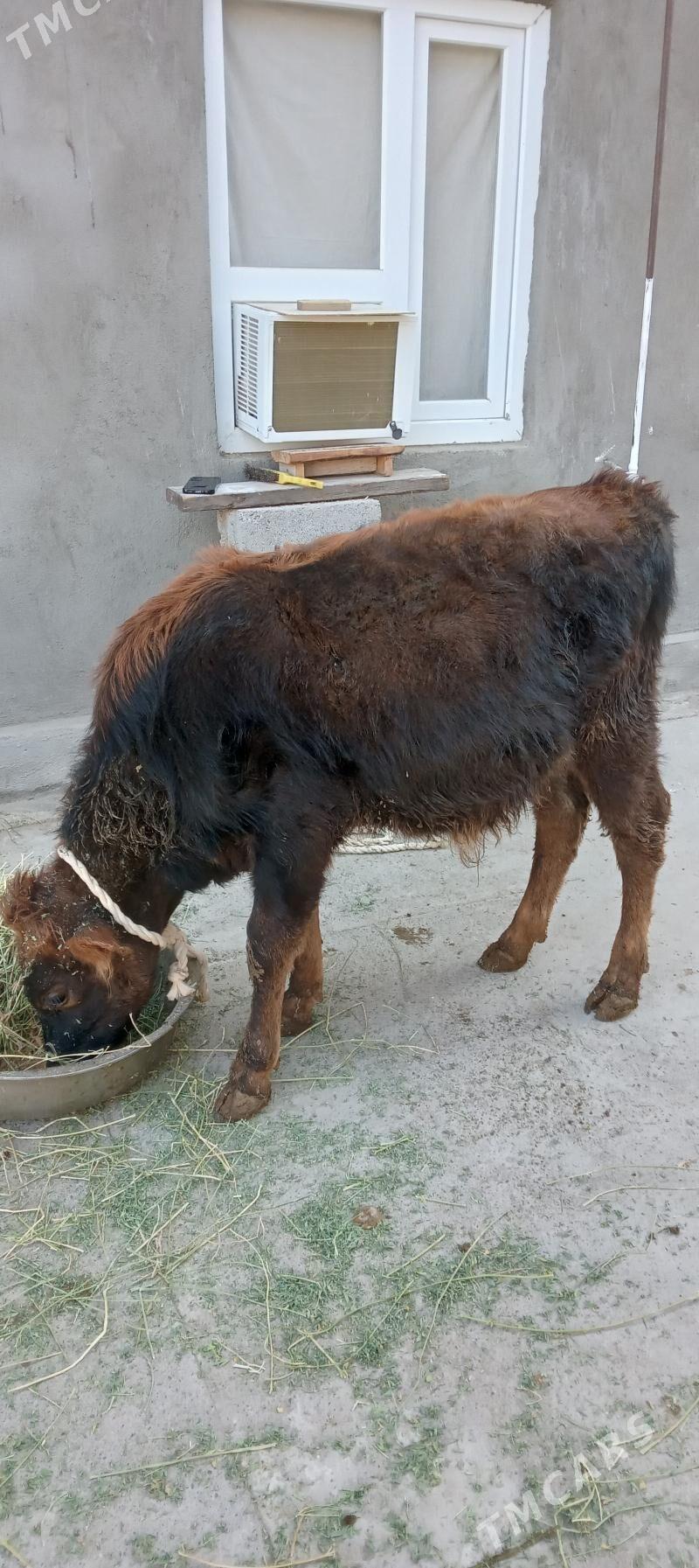 őkûz - Анев - img 7