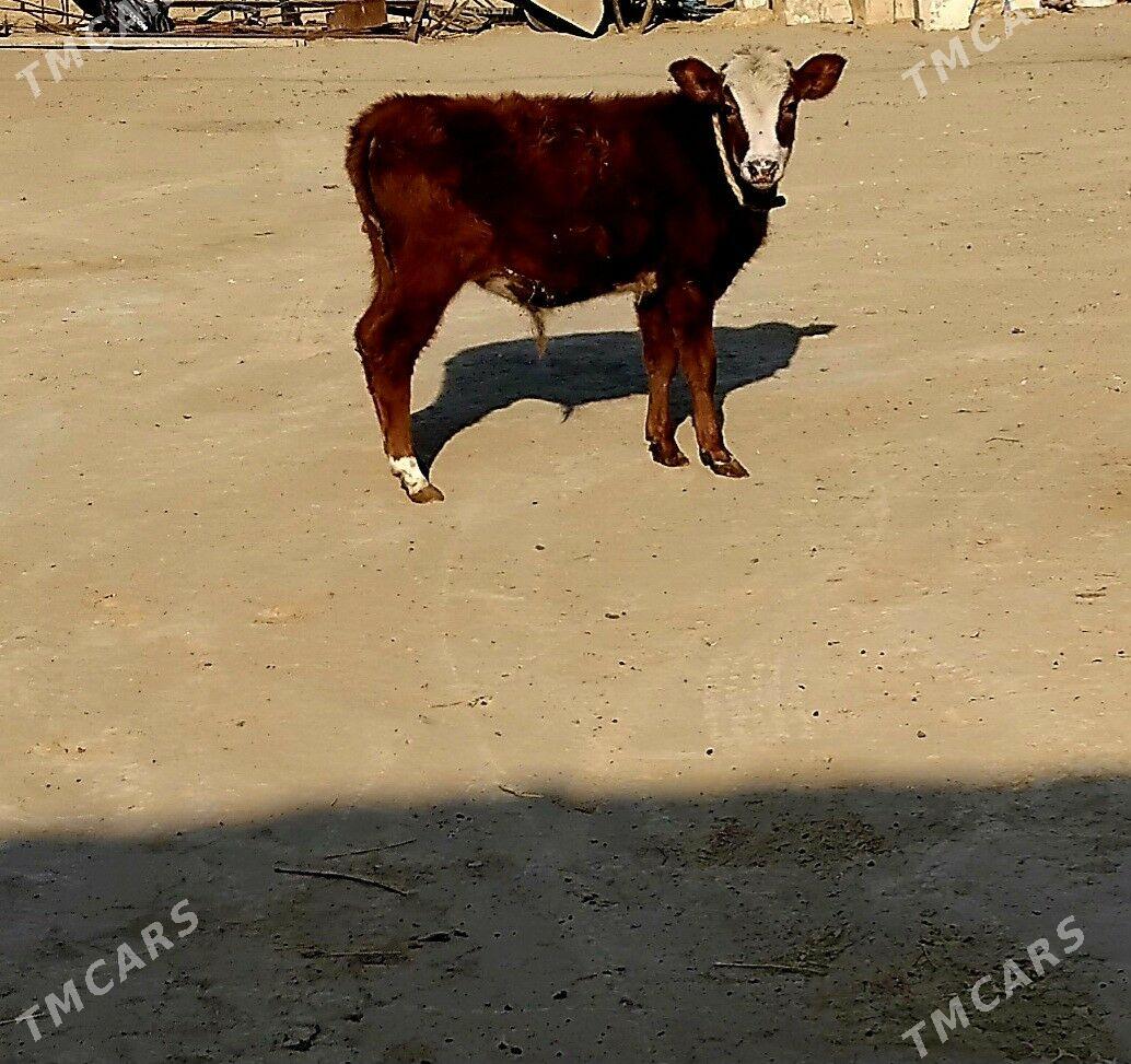 okuz - Türkmenbaşy - img 1