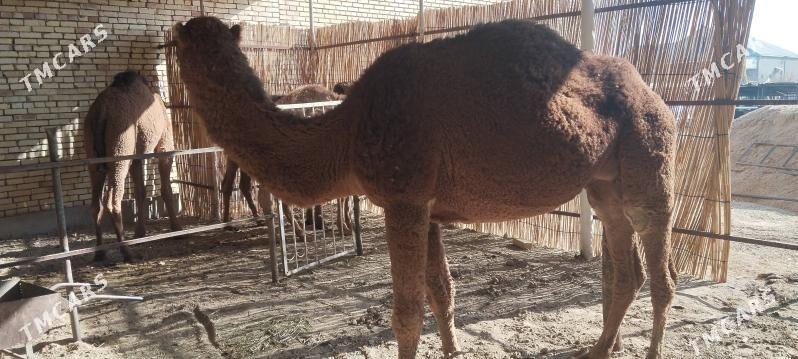 duye - Sakarçäge - img 1