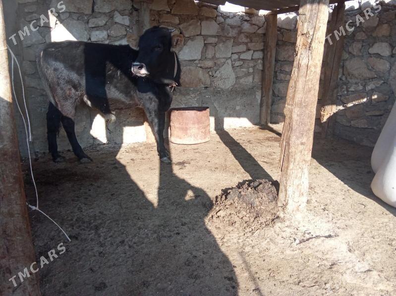 ökuz - Туркменбаши - img 3