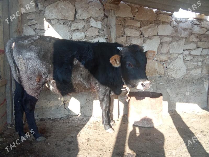 ökuz - Туркменбаши - img 4