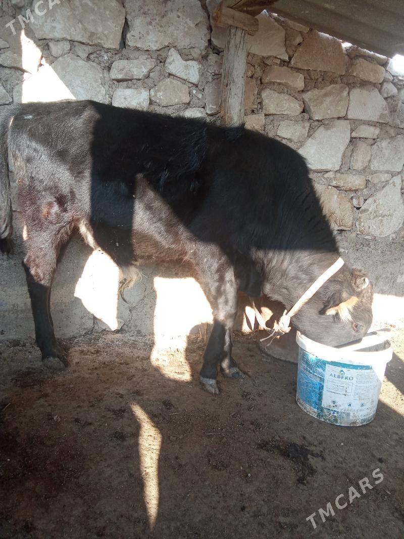 ökuz - Туркменбаши - img 1