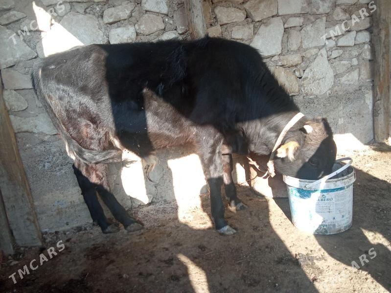 ökuz - Туркменбаши - img 2