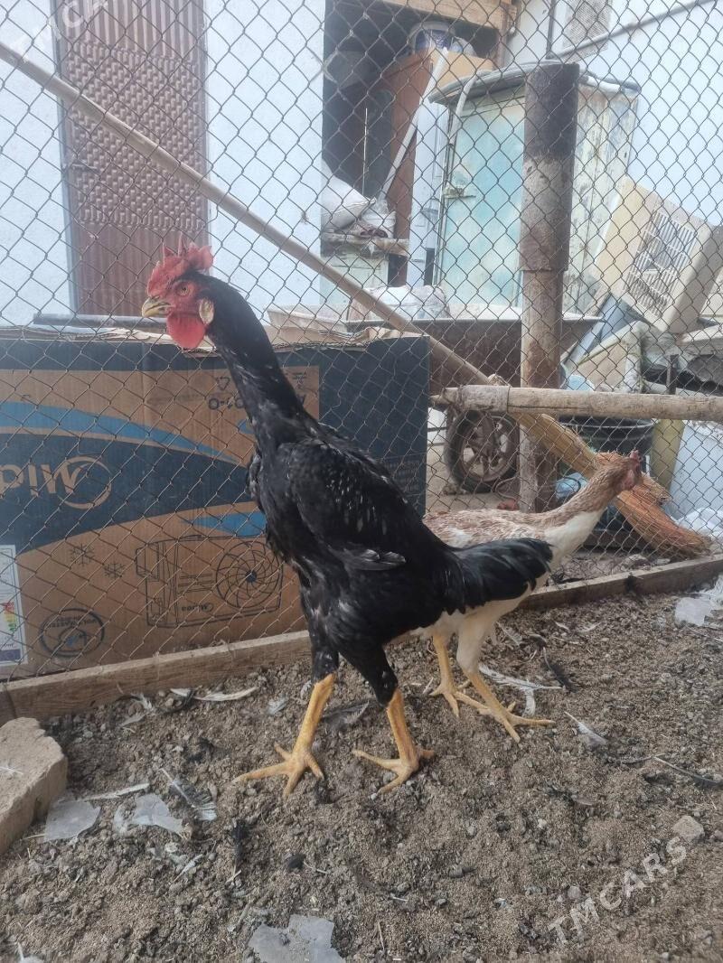 sapbat baysy - Туркменгала - img 1