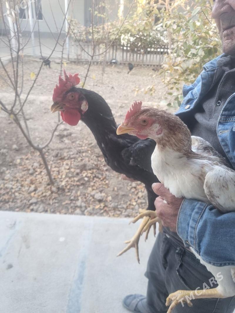 sapbat baysy - Туркменгала - img 5