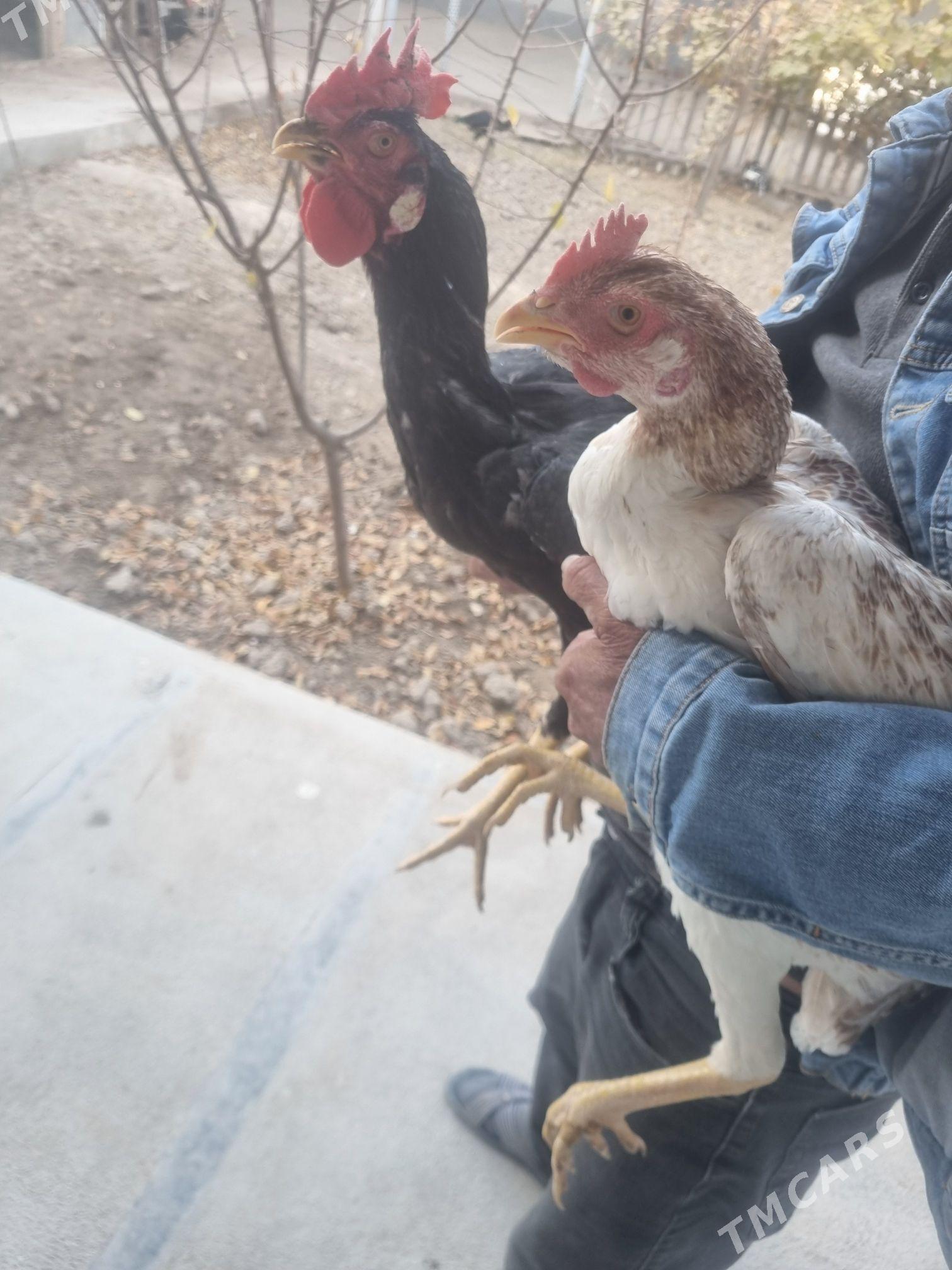 sapbat baysy - Туркменгала - img 3