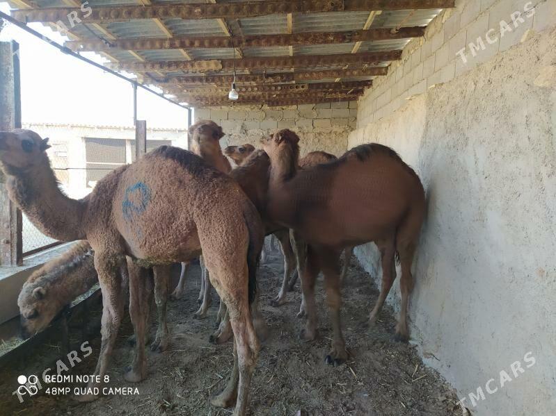 огшук - Gyzylarbat - img 4