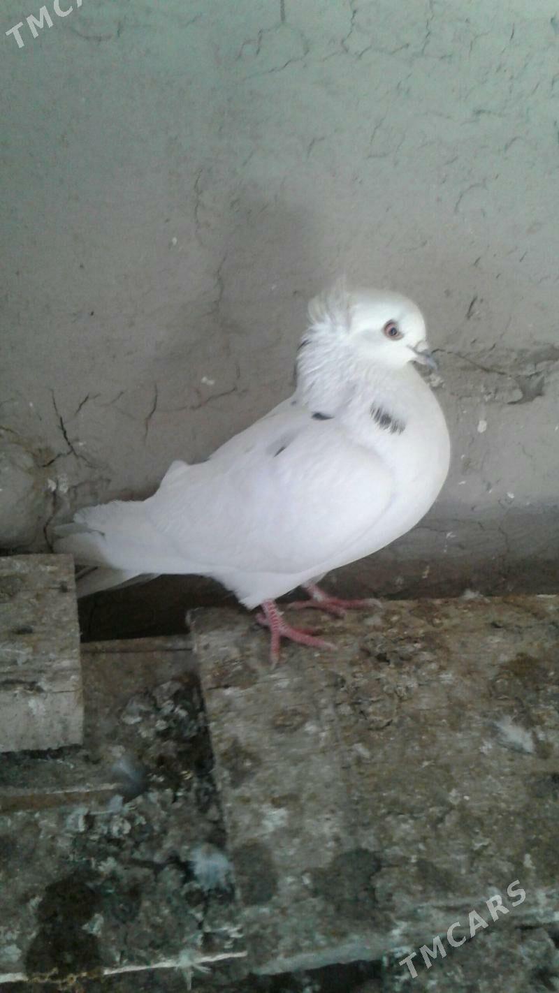 Kepderi - Mary - img 1