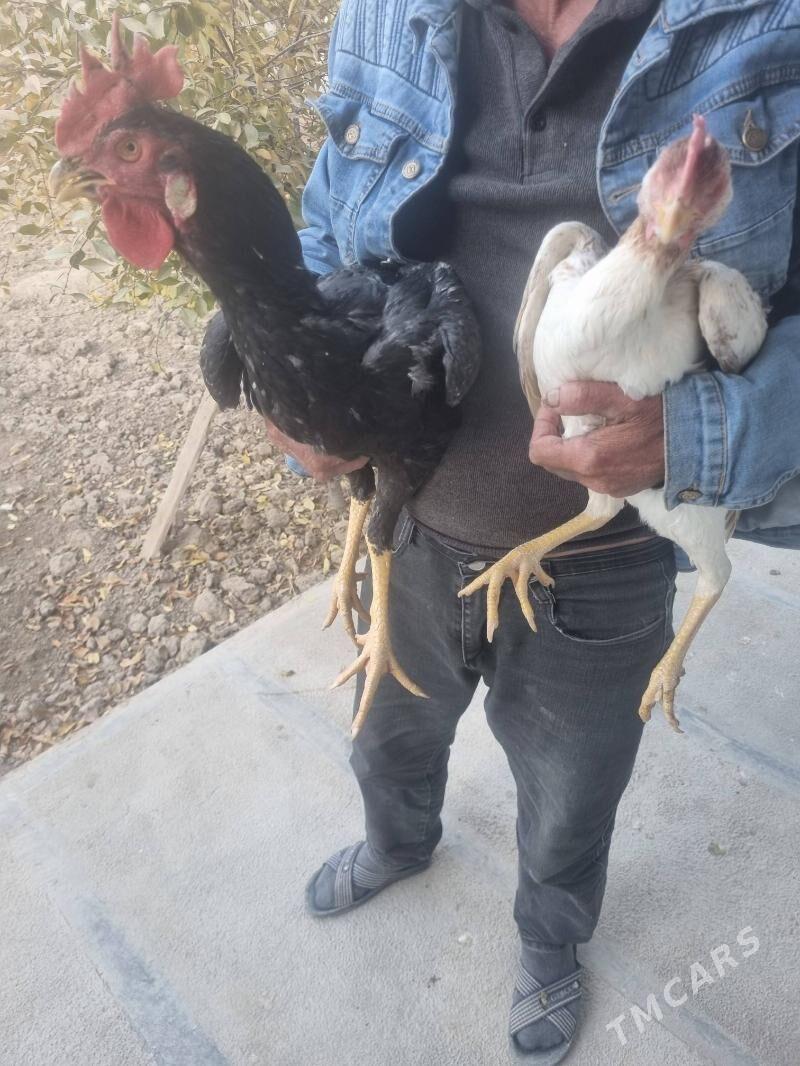 sapbat baysy - Туркменгала - img 2