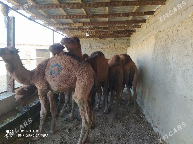 огшук - Gyzylarbat - img 3