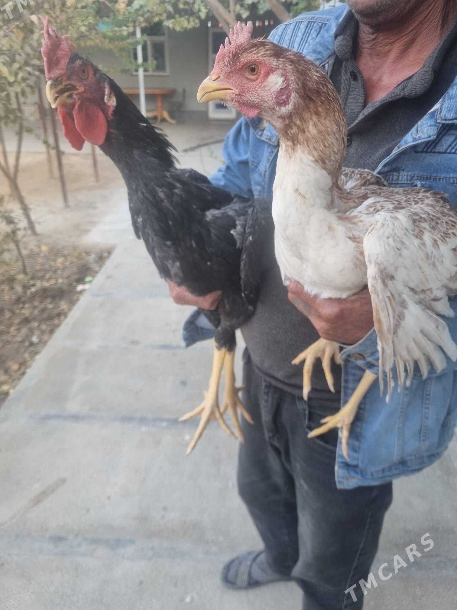 sapbat baysy - Туркменгала - img 6