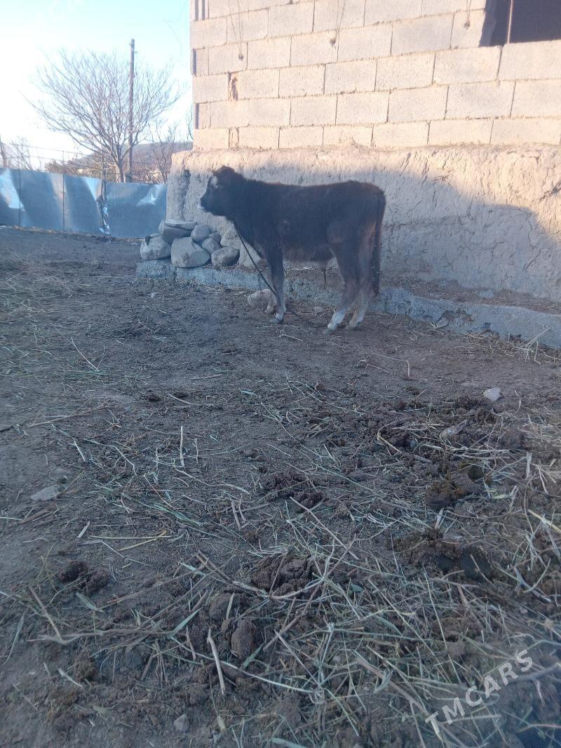 sygyr - Gyzylarbat - img 4