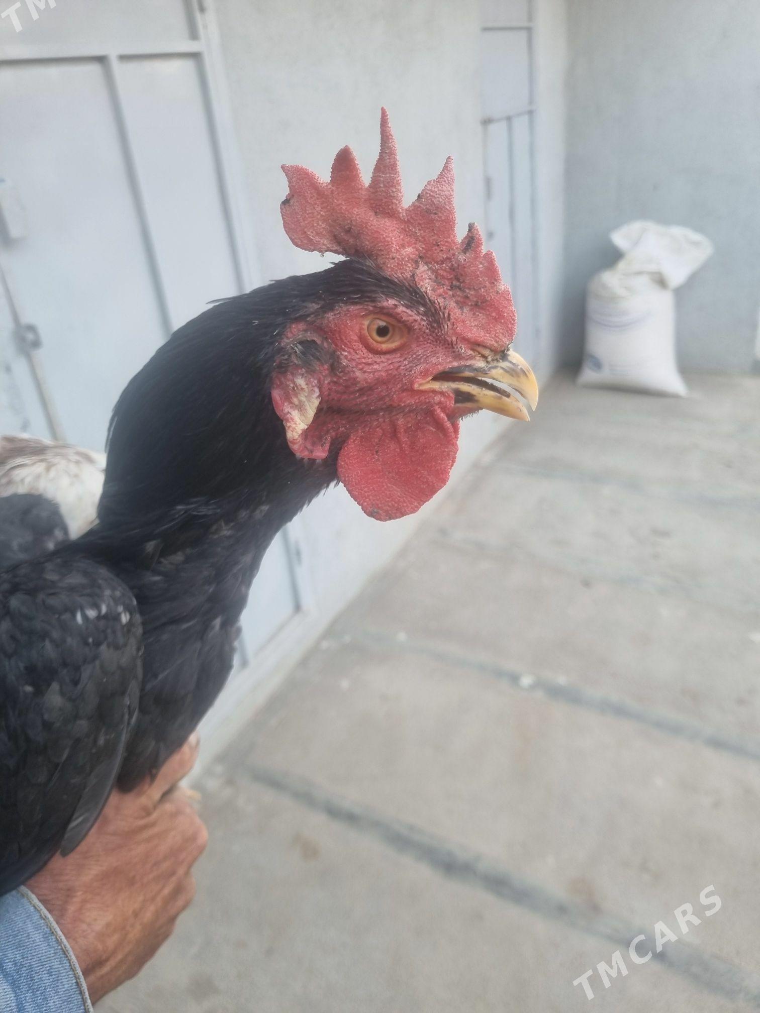 sapbat baysy - Туркменгала - img 4