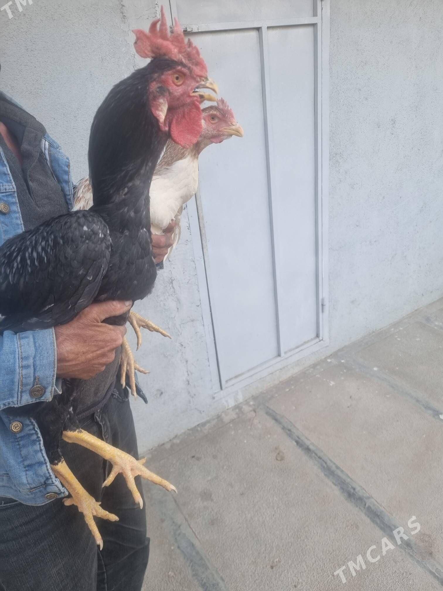 sapbat baysy - Туркменгала - img 7