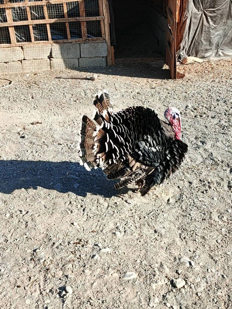 induk - Кипджак - img 1