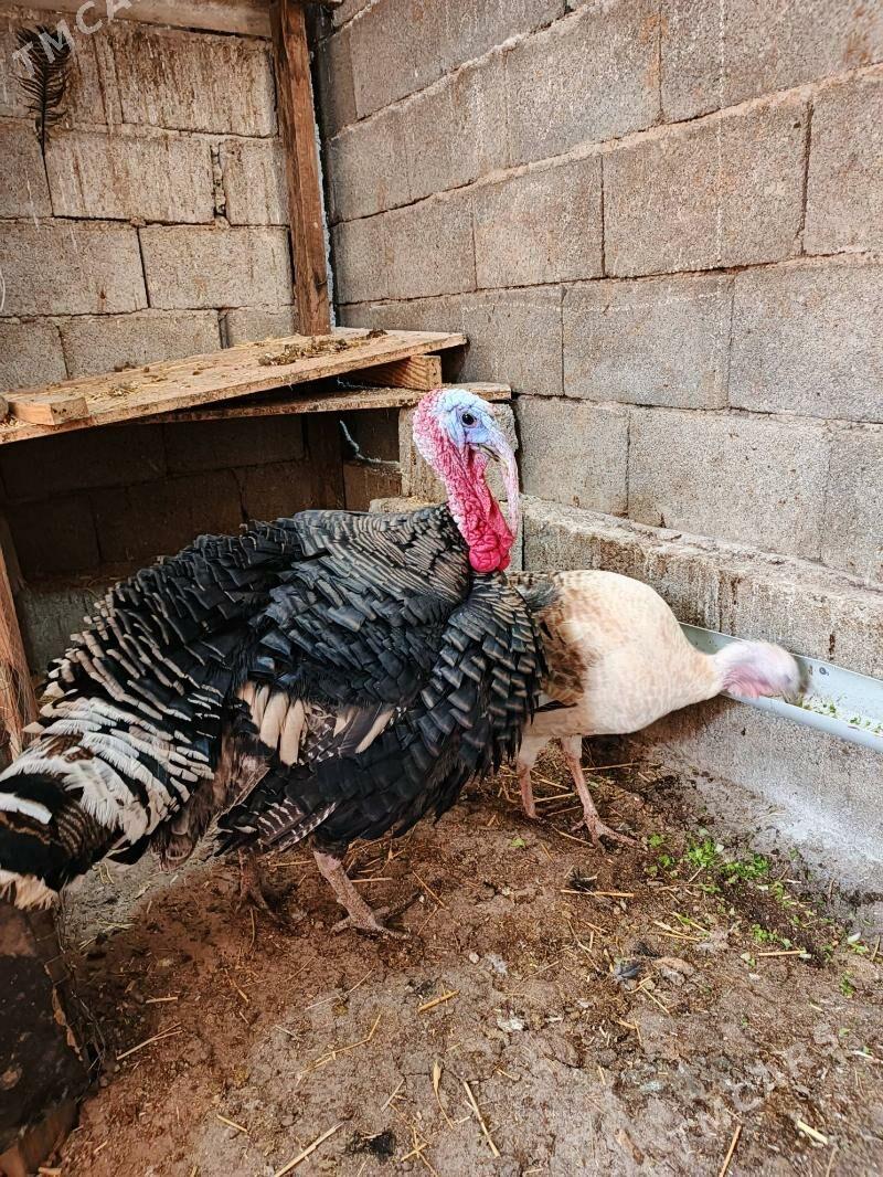 induk - Кипджак - img 3