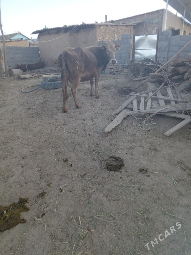 sygyr - Gyzylarbat - img 5