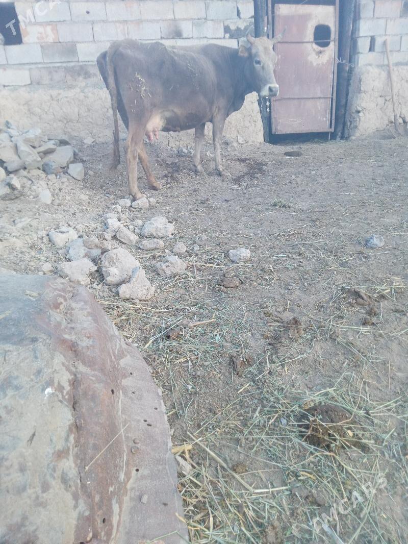 sygyr - Gyzylarbat - img 6