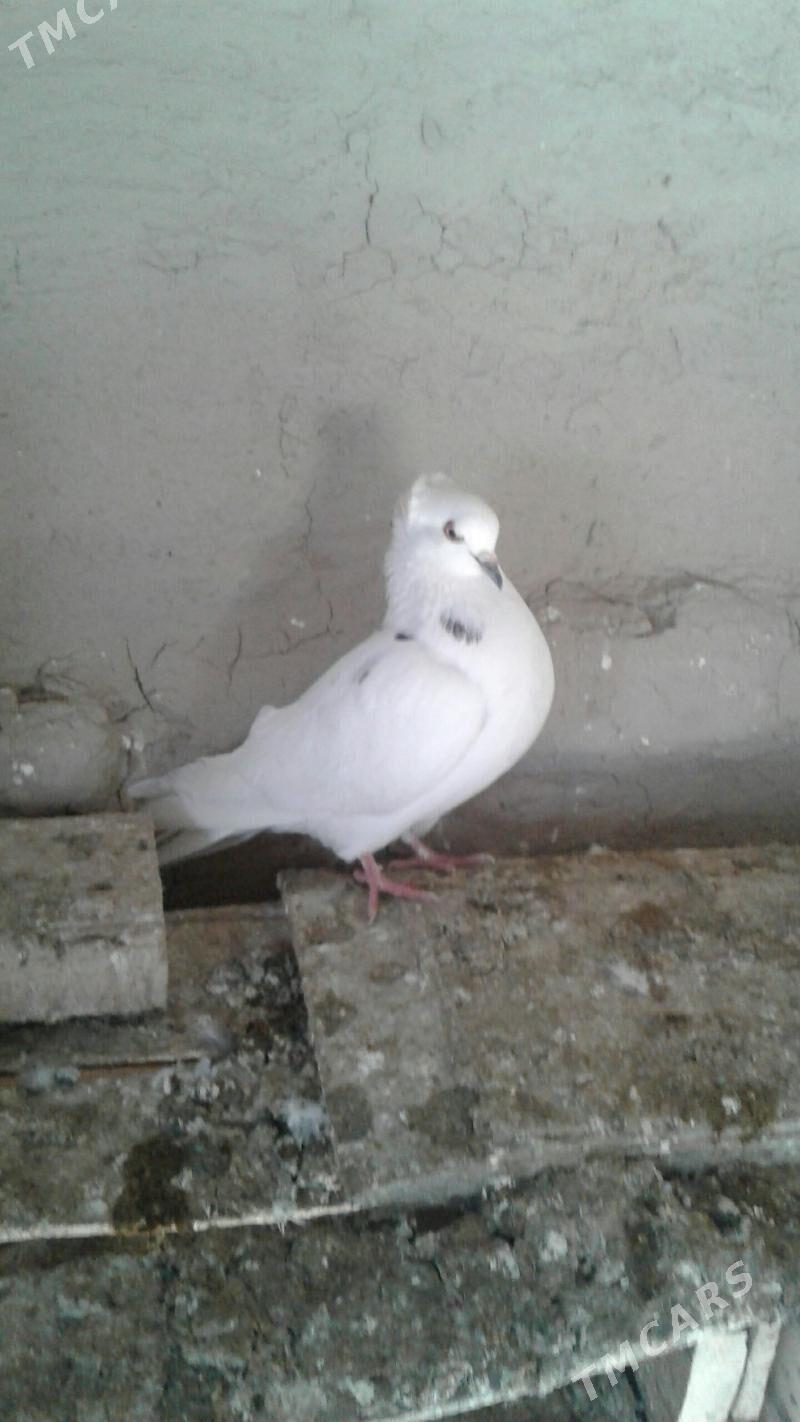 Kepderi - Mary - img 3