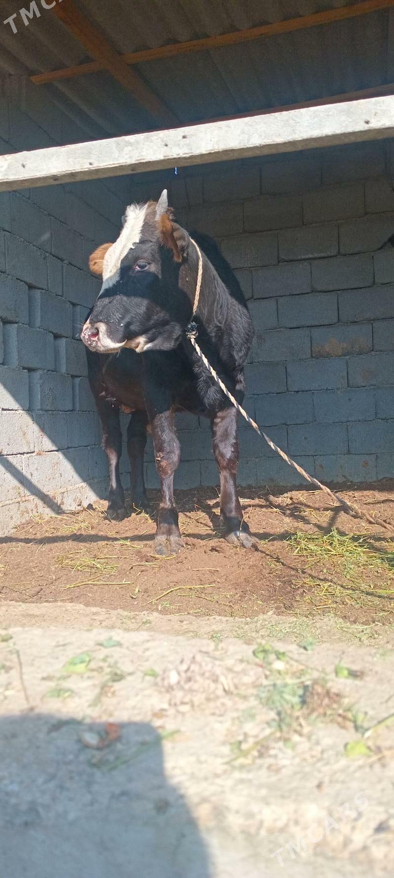 öküz - Änew - img 2