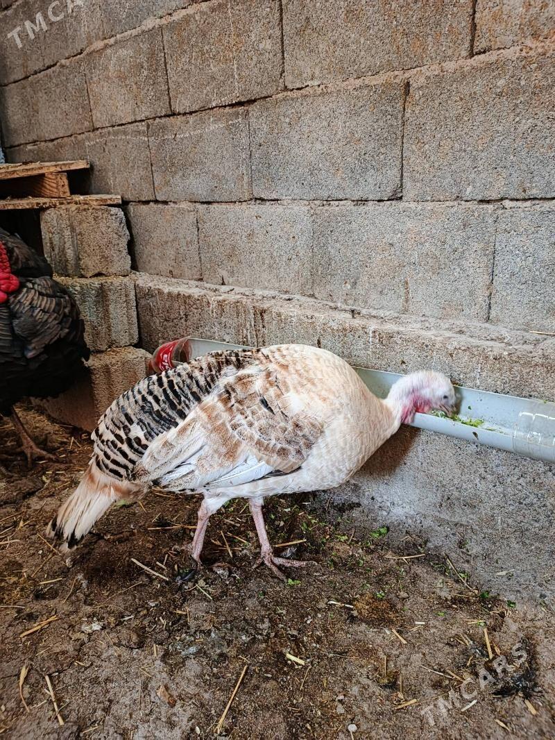 induk - Кипджак - img 2