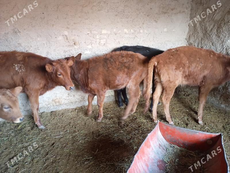 gulajyn goller - Мары - img 4