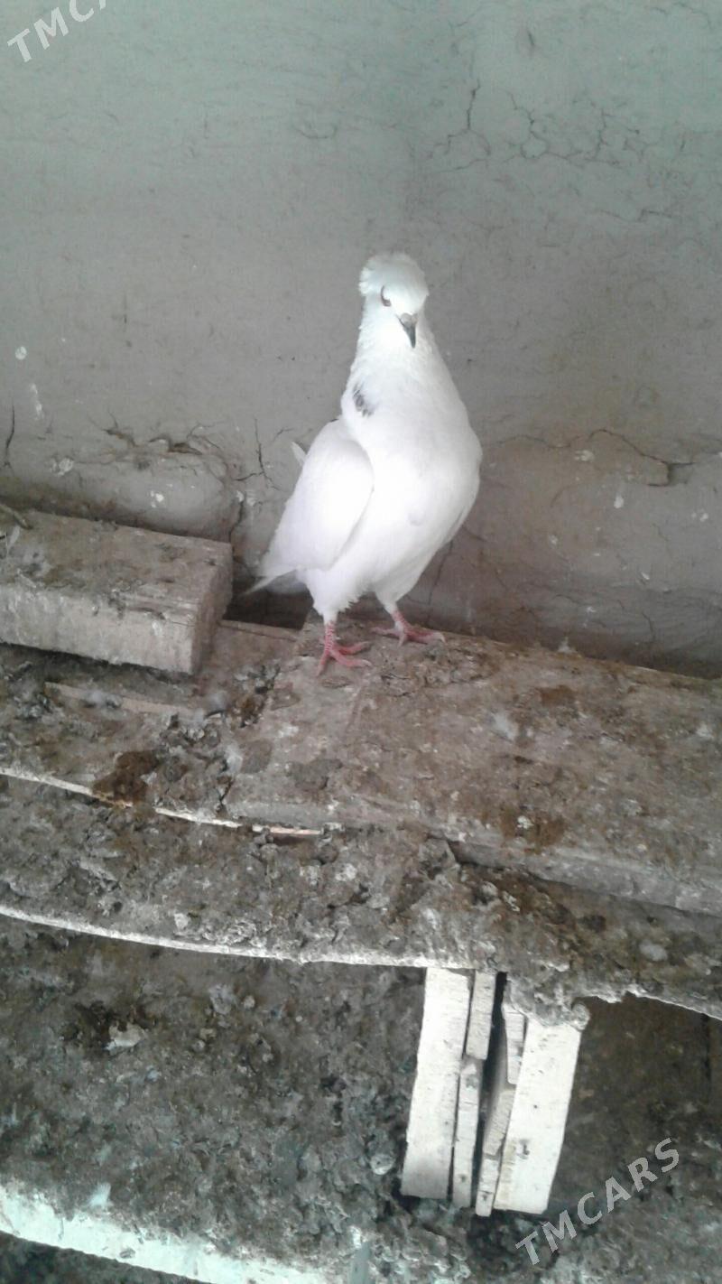 Kepderi - Mary - img 2