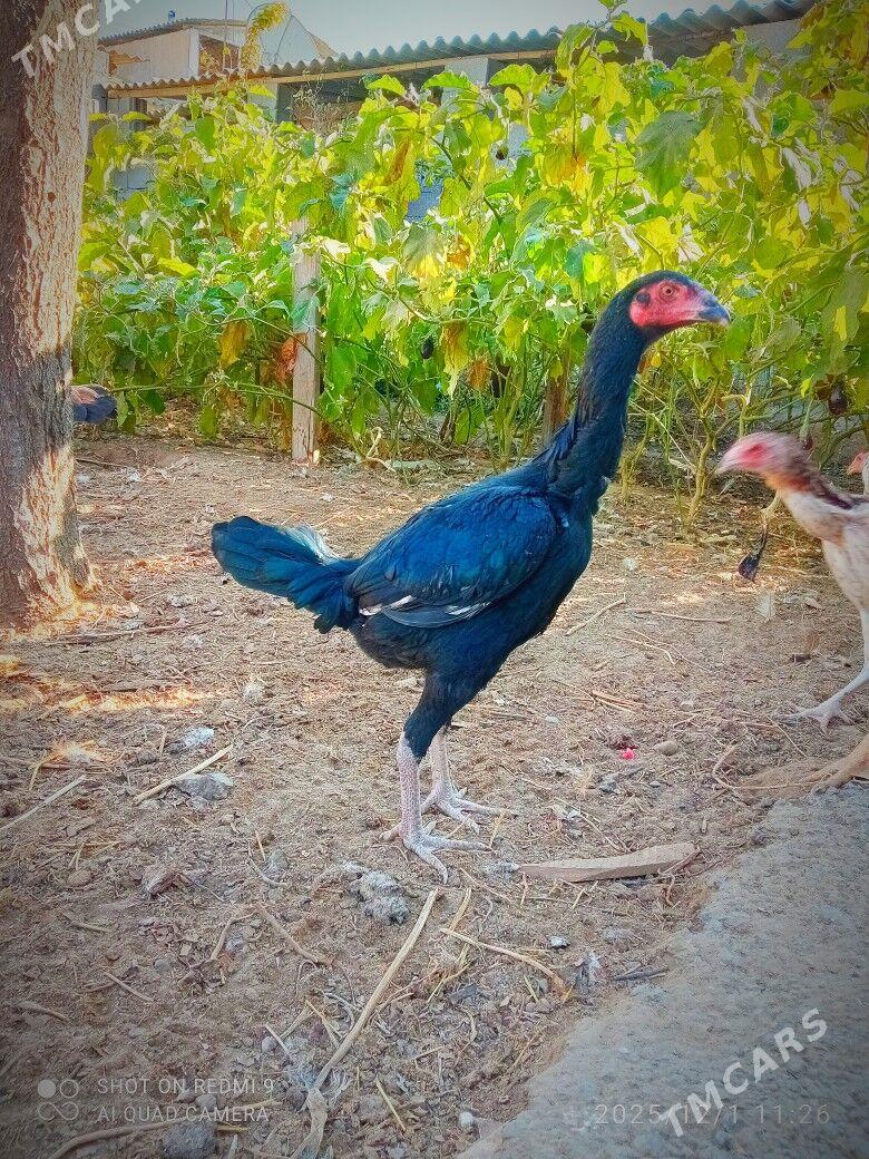 Taşkent mäkiler - Кипджак - img 5