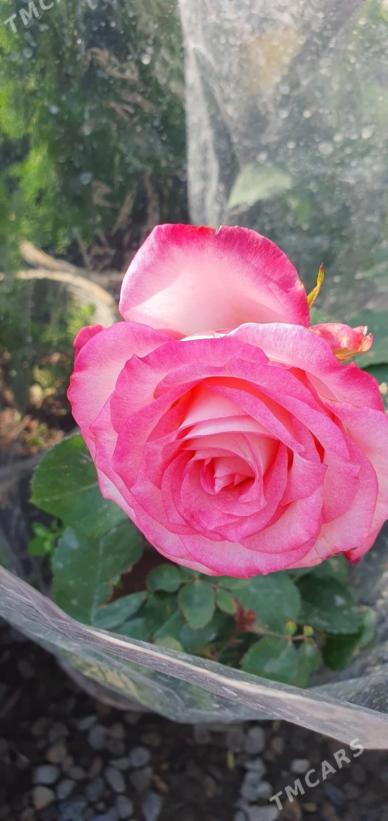 ROZA GUL - Мары - img 5