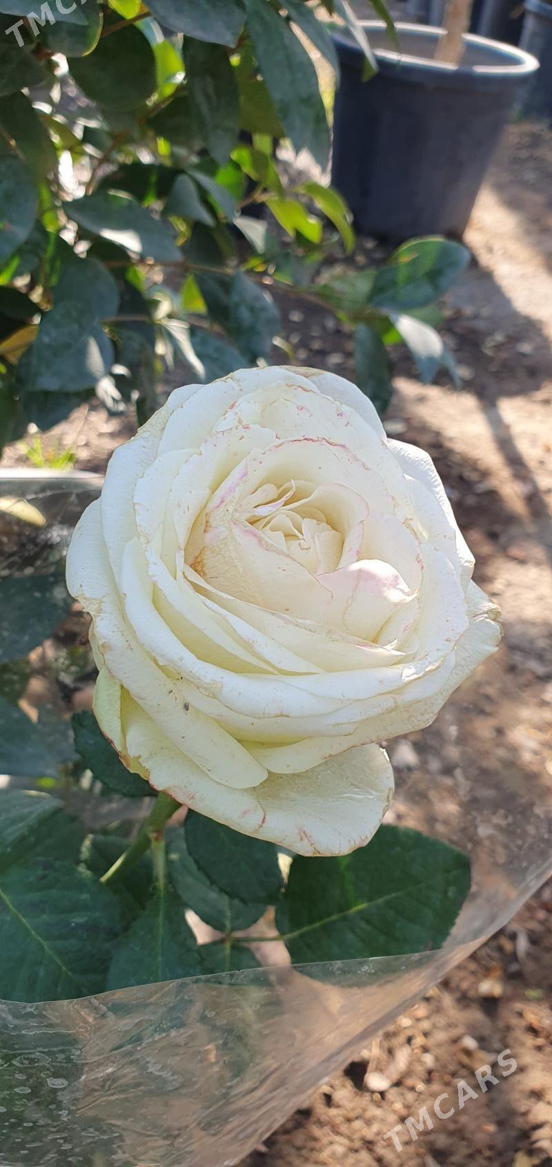 ROZA GUL - Мары - img 7