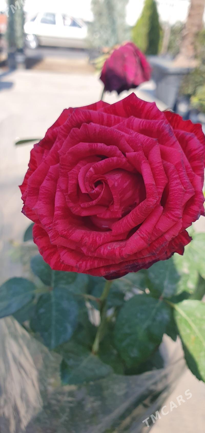 ROZA GUL - Мары - img 2