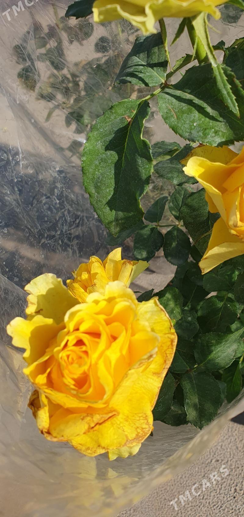 ROZA GUL - Мары - img 3