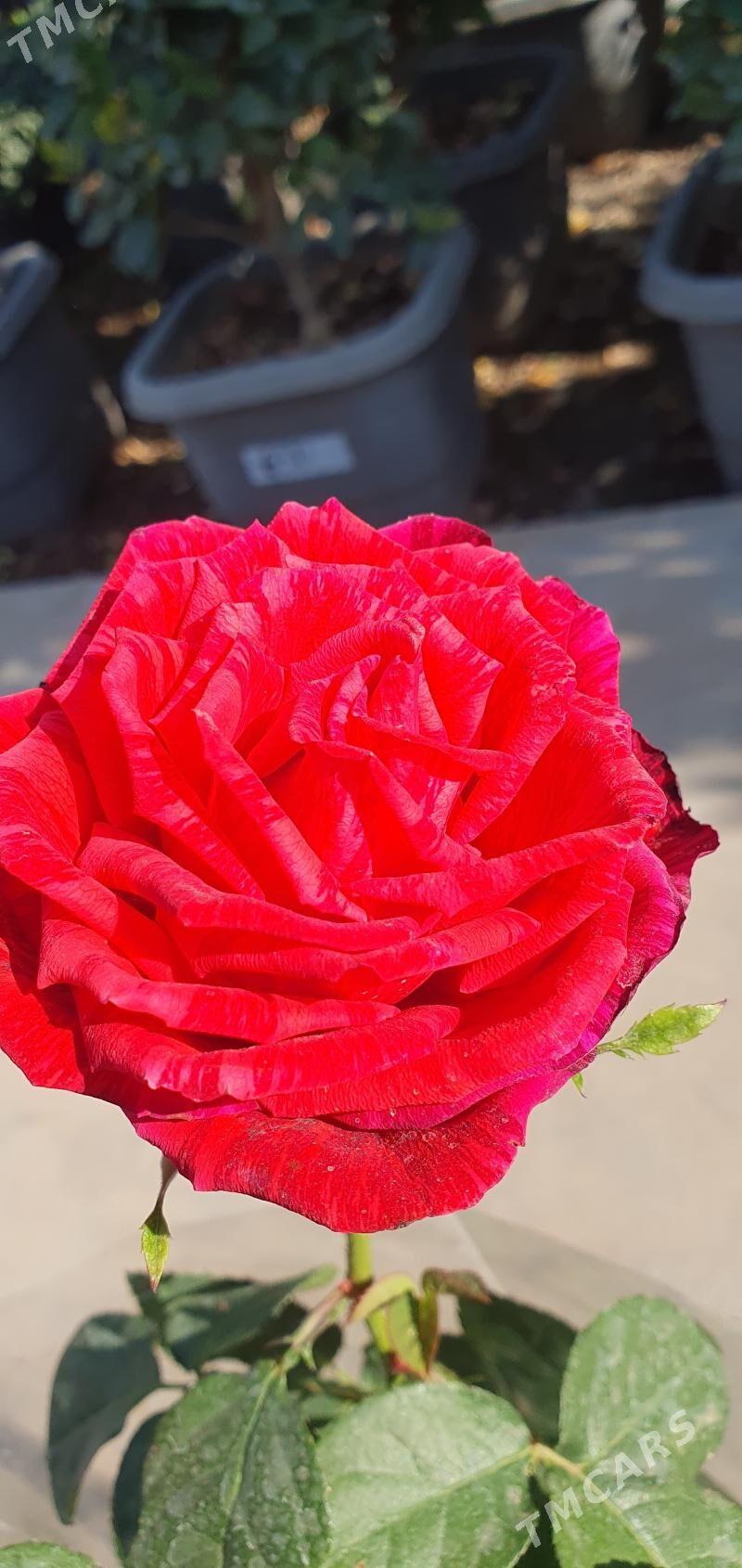 ROZA GUL - Мары - img 6