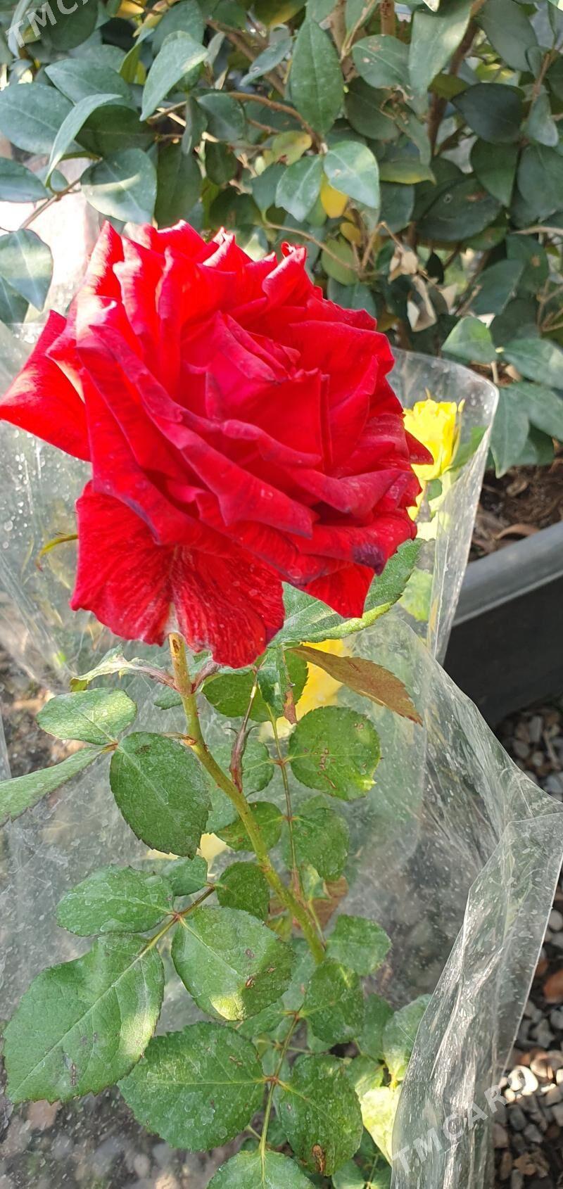 ROZA GUL - Мары - img 9