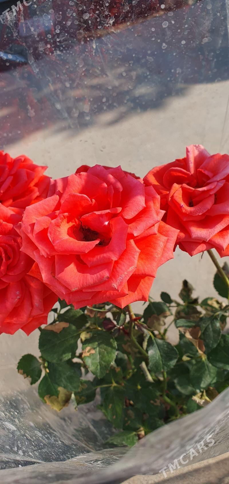 ROZA GUL - Мары - img 4