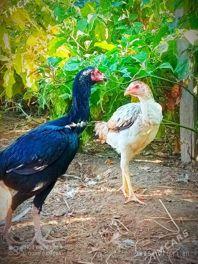 Taşkent mäkiler - Кипджак - img 1