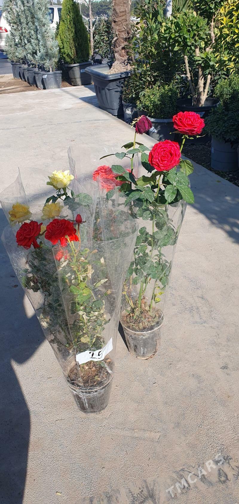 ROZA GUL - Мары - img 8