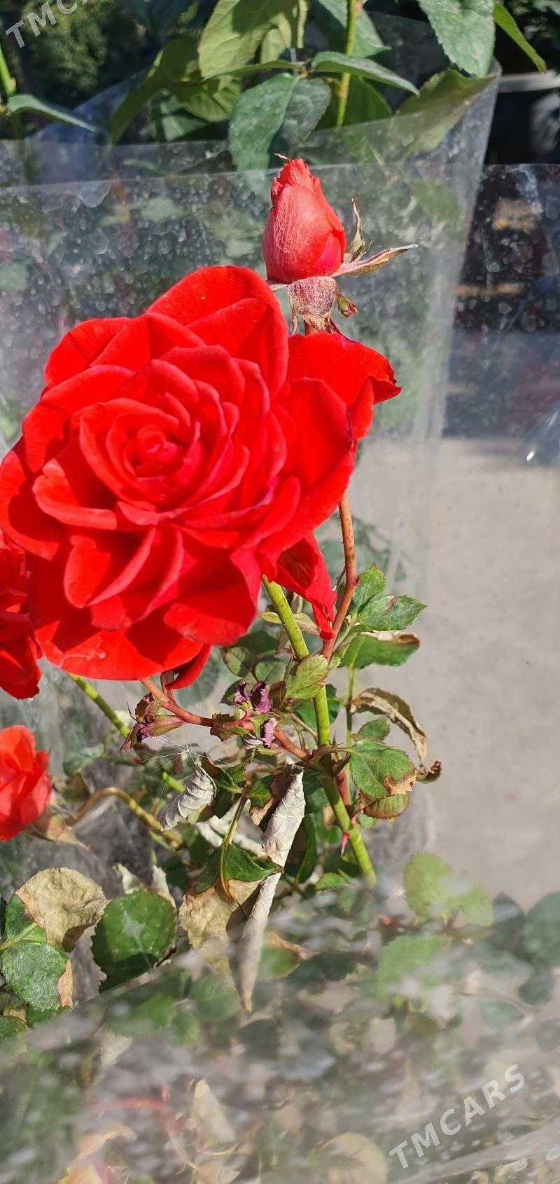 ROZA GUL - Мары - img 1