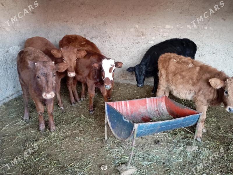 gulajyn goller - Мары - img 2