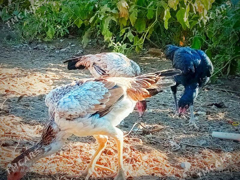 Taşkent mäkiler - Кипджак - img 2