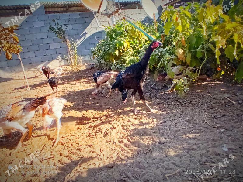 Taşkent mäkiler - Кипджак - img 8