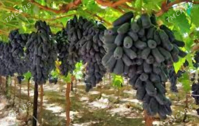 AWATAR UZUM TURK NAHAL - Änew - img 5